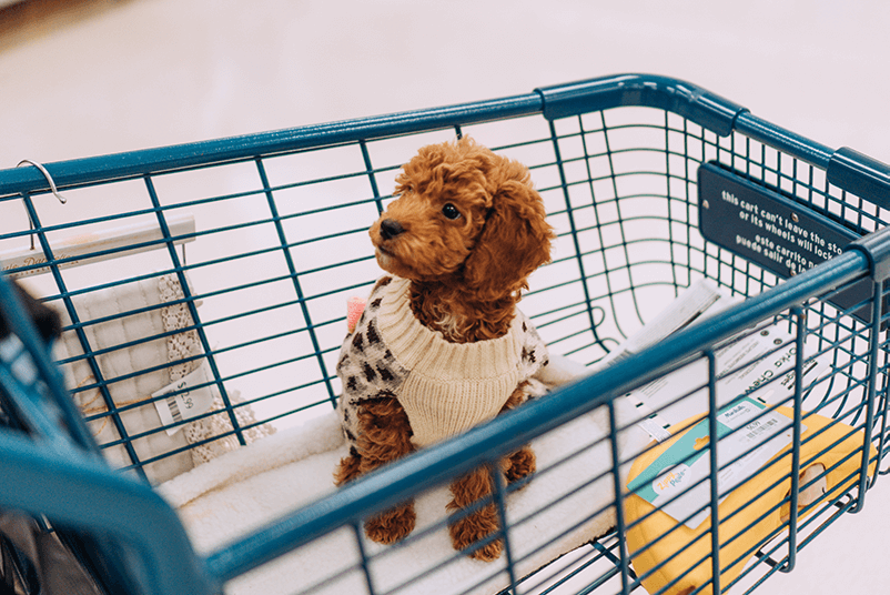 pet store pos features