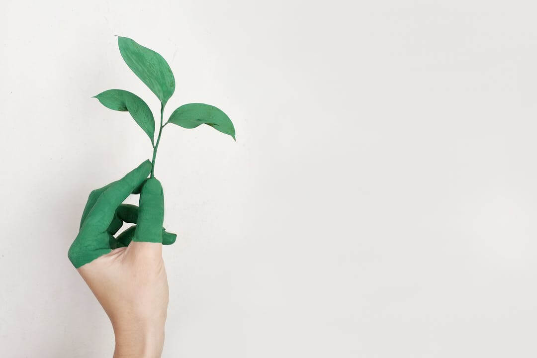 picture shows a hand holding a green leaf indicating the importance of csr for small businesses